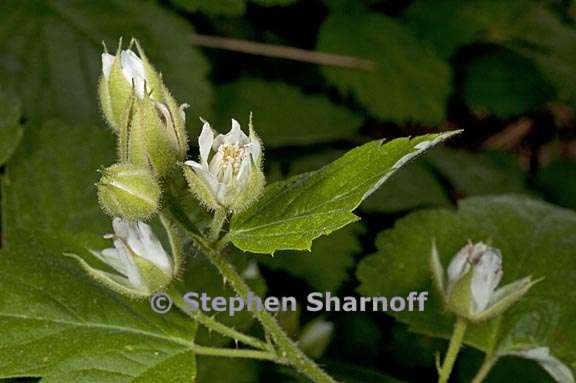 rubus glaucifolius 3 graphic